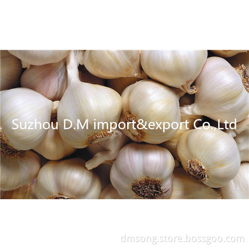 5.5 cm white garlic from China
